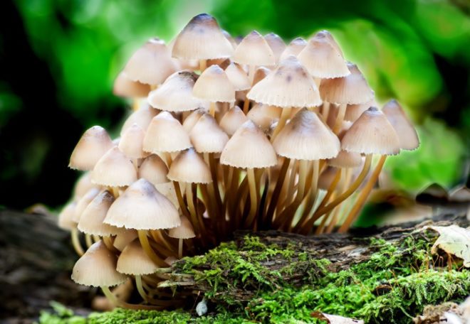 Microdose Mushrooms For Migraines