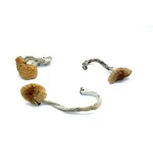 Cuban Cubensis Magic Mushrooms