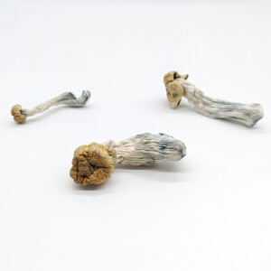 Rhino Horn Mushrooms