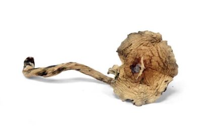 What to Know About Using Psilocybin for Depression