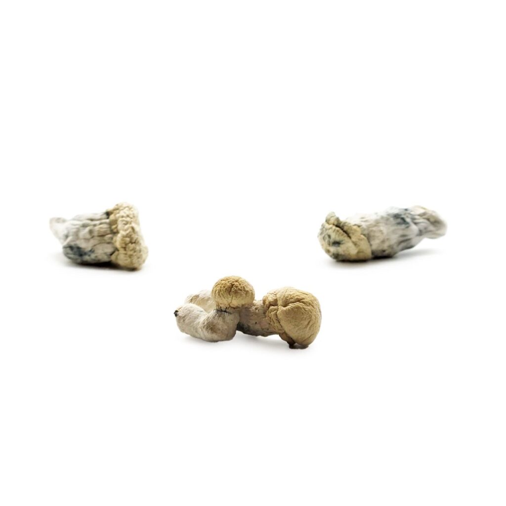 Scoupe Volante Mushroom Strain