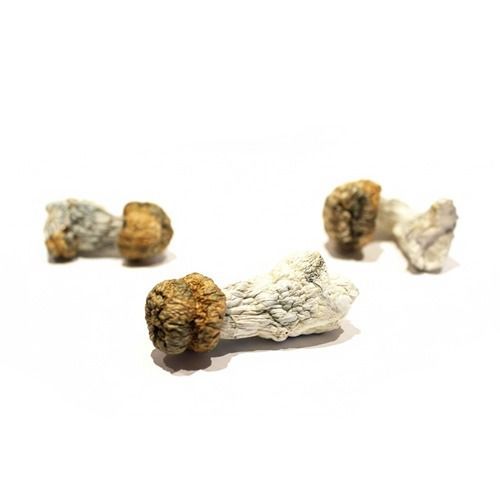 Trinity features a trio of dried mushrooms with shriveled stems and caps, artfully arranged on a white background.