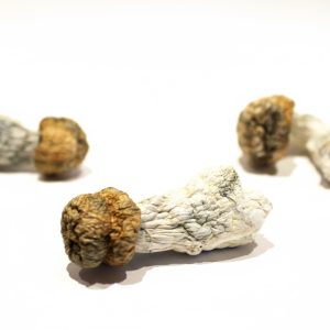 Trinity Magic Mushrooms